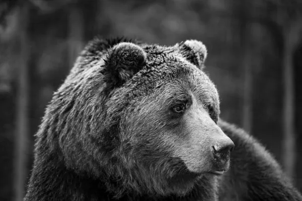 Orso Bruno Animale Selvatico Pericoloso Riposo Dopo Una Passeggiata Orsi — Foto Stock