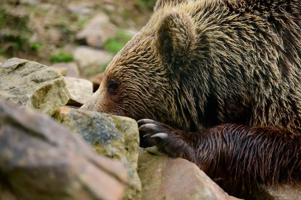 人間にとって危険な動物嘘をつき穏やかなクマにとっては — ストック写真