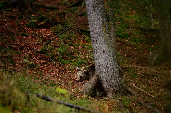 Портрет Большого Бурого Медведя Лесу Прогулке Одного Медведя Фоне Леса — стоковое фото