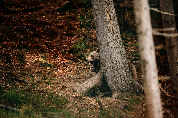 Большой Лесной Охотник Медведь Прогулке Охоте Кормлении Медведь Рядом Деревом — стоковое фото