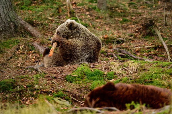 Synevyrska Polyana Nın Vahşi Ayıları Ukrayna Daki Kahverengi Ayılar Rehabilitasyon — Stok fotoğraf