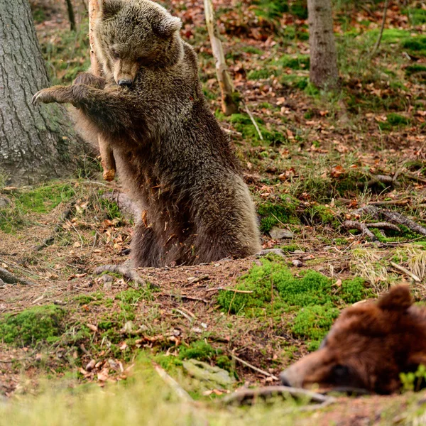 Predador Brincalhão Com Pau Madeira Urso Segurando Pau Madeira Suas — Fotografia de Stock