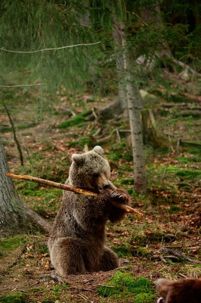 Игровой Большой Хищник Медведь Играющий Палкой Украинский Самурай Лесу Самурайский — стоковое фото