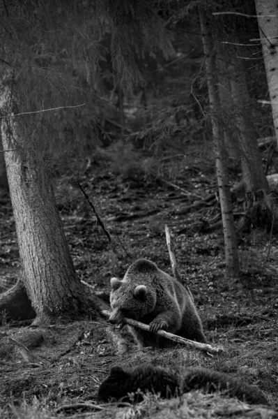 Ormanda Dinlenen Iki Büyük Kahverengi Ayı Ukrayna Karpatları Sakinleri Büyük — Stok fotoğraf