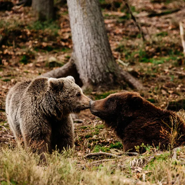 Oso Depredador Que Entra Hibernación Principios Primavera Osos Pardos Bosque — Foto de Stock