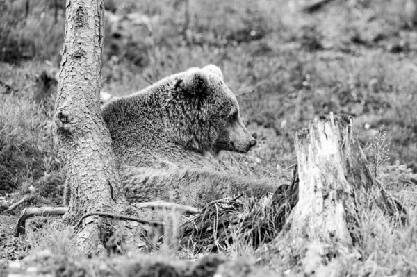 Drapieżny Niedźwiedź Który Zapada Hibernację Wczesną Wiosnę Niedźwiedzie Brunatne Karpacki — Zdjęcie stockowe