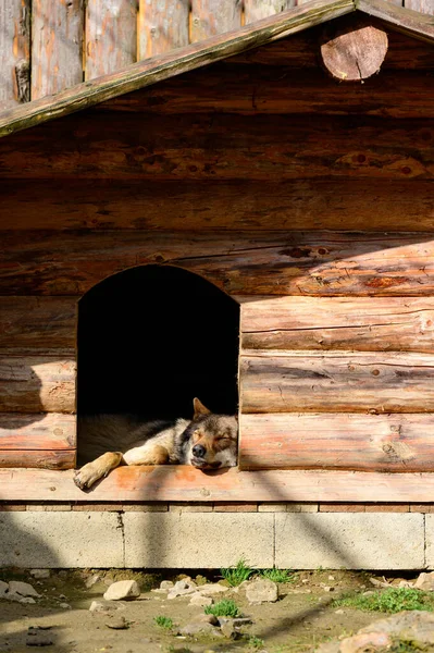 Lobos Cárpatos Zoológico Depredadores Salvajes Cautiverio Synevyr Glade Ucrania —  Fotos de Stock