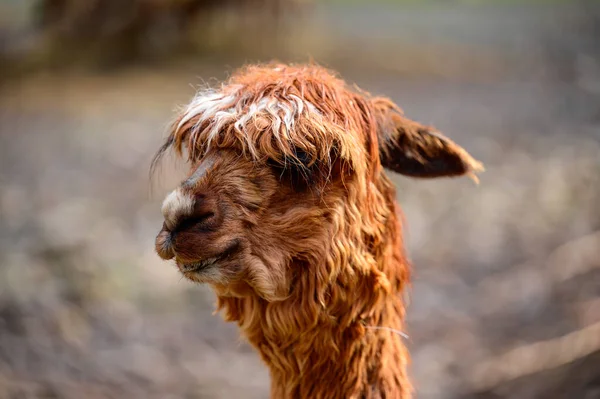 Portret Van Een Lama Hoofd Grappige Schattige Plantenetende Wezens Een — Stockfoto