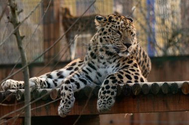 Spotted African geopard, wild and big pussy in the zoo, a slave in the zoo.