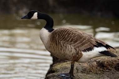 Ördek göletin yanındaki hayvanat bahçesinde, kuşlar ve göçmen kuşlar hayvanat bahçesinde.