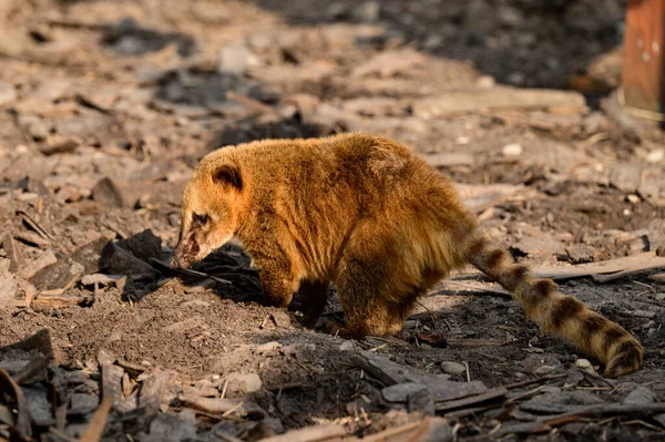 Насуа Род Плотоядных Млекопитающих Семейства Енотовидных Procyonidae Род Мелких Млекопитающих — стоковое фото