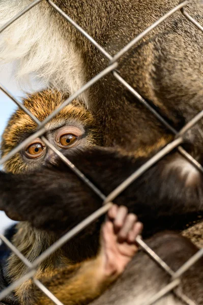 Singe Brazza Cercopithecus Zanectus Afrique Captivité Papillon Nuit Isolé Dans — Photo