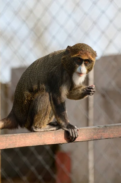 Brazza Affe Cercopithecus Zanectus Aus Afrika Gefangenschaft Isolierte Motte Einem — Stockfoto