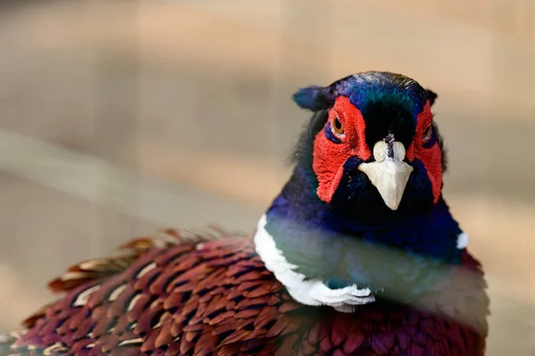 キジ狩りハイブリッド 鶏の数の鳥 鳥の肖像画 — ストック写真