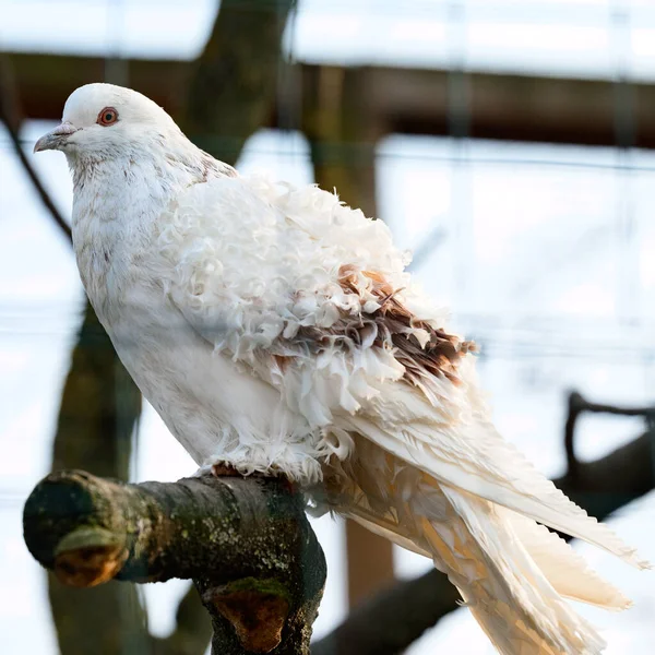 白い鳩は動物園で飼育されている鳥は枝の上に座り — ストック写真