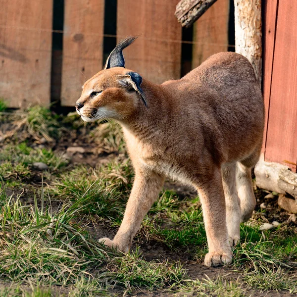 Primo Piano Caracal Una Specie Rara Gatto Animale Che Cammina — Foto Stock