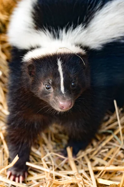 スカンクとは動物園の住人で 危険を感じると不快な匂いを放つ動物 黒と白の動物 — ストック写真