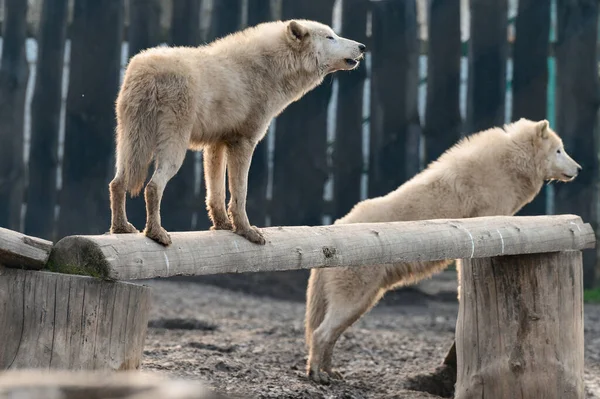 Skupina Bílých Vlků Zoo Bílý Predátor Vyjící Vlci — Stock fotografie