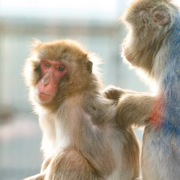Macaques Japonais Leur Vie Dans Zoo Primates Dans Cage Singes — Photo