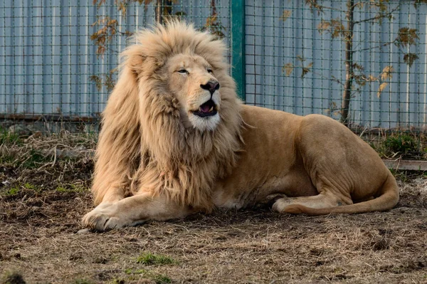 Редкие Исчезающие Виды Белых Львов Зоопарк Животная Жизнь Нем Король — стоковое фото