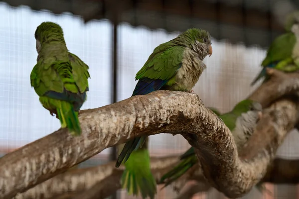 Monk Parrot Zoo Cages Colorful Funny Birds Heat Loving Birds — Stock Photo, Image