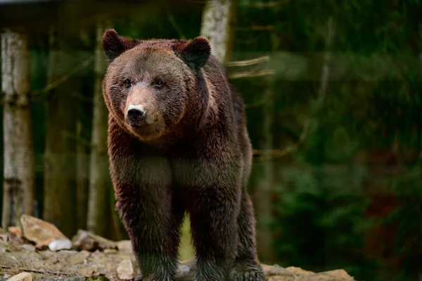 Natural National Park Ukraine Synevyrska Polyana Its Inhabitants Brown Bears — Stock Photo, Image