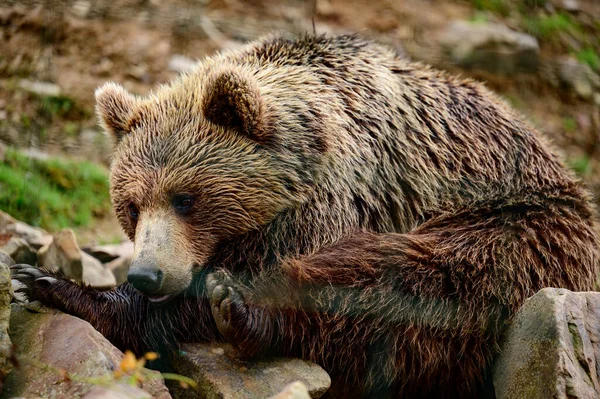 Urso Marrom Animal Selvagem Perigoso Descanso Após Uma Caminhada Ursos — Fotografia de Stock