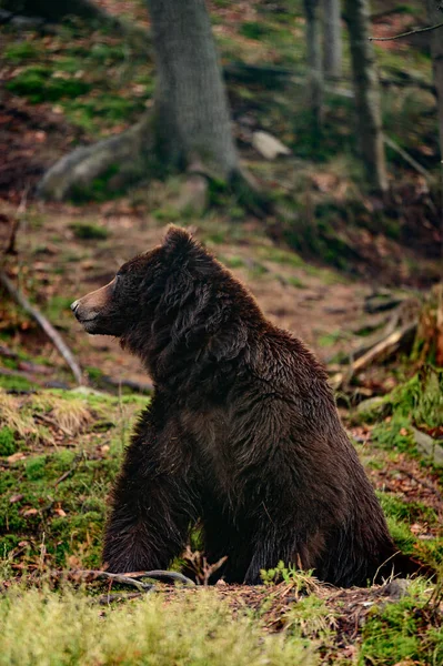 徒歩で森の中の大きな茶色のクマの肖像画 森林の住人の背景に1つのクマ — ストック写真