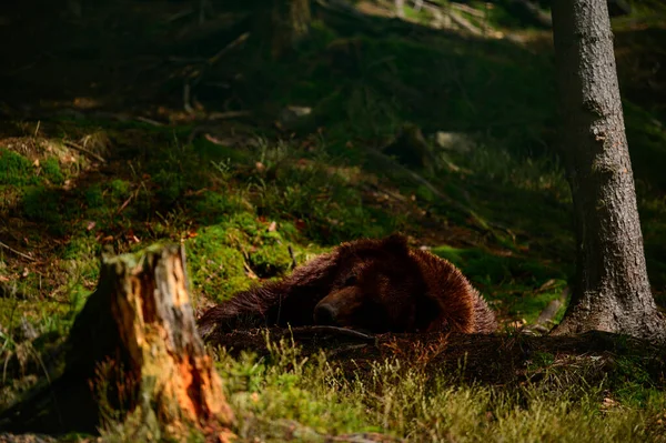 Urso Marrom Passeio Busca Comida Urso Após Hibernação Grandes Patas — Fotografia de Stock