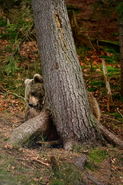 Duży Leśny Myśliwy Niedźwiedź Spacer Polowanie Poszukiwanie Pożywienia Niedźwiedź Pobliżu — Zdjęcie stockowe