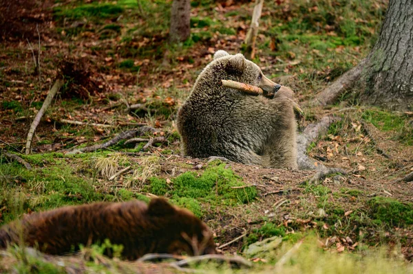 Kahverengi Ayı Tahta Bir Sopayla Ormanda Oynuyor Neşeli Tüylü Bir — Stok fotoğraf