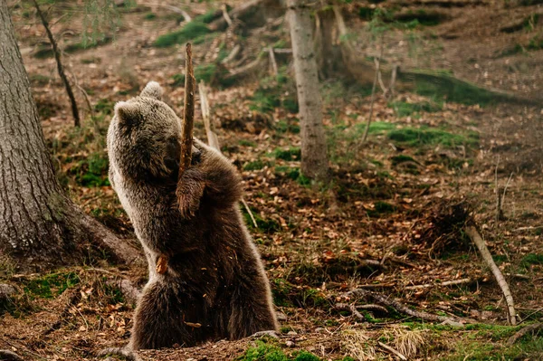 Zabawny Drapieżnik Drewnianym Kijem Niedźwiedź Trzymający Rękach Drewniany Kij Bawiący — Zdjęcie stockowe