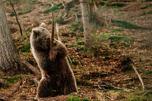 Prédateur Ludique Avec Bâton Bois Ours Tenant Bâton Bois Dans — Photo