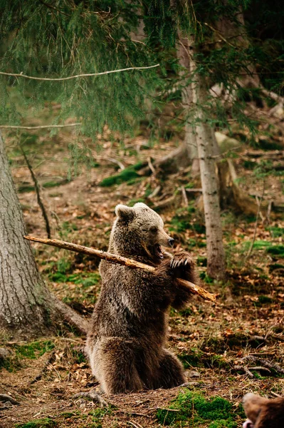 Grande Predador Brincalhão Urso Brincar Com Pau Samurai Ucraniano Floresta — Fotografia de Stock