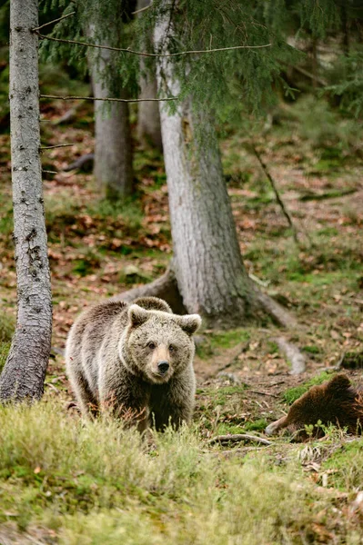 Ursos Castanhos Centro Reabilitação Ucrânia Resto Dois Ursos Predadores Natureza — Fotografia de Stock