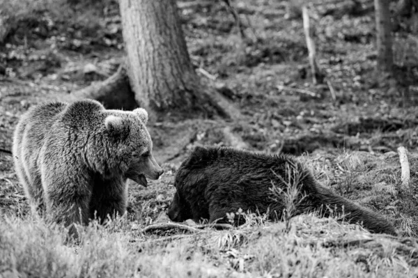 Urso Predador Que Entra Hibernação Início Primavera Ursos Pardos Floresta — Fotografia de Stock