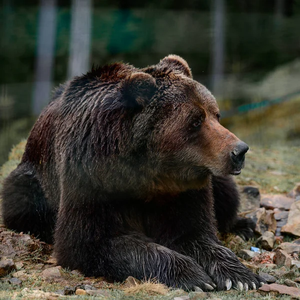 Urso Marrom Synevyr Clareira Região Zakarpattia Ucrânia Início Primavera Urso — Fotografia de Stock