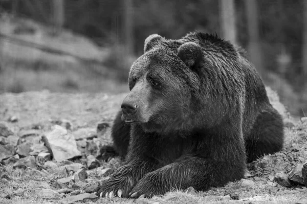 Jovem Urso Pardo Nas Florestas Dos Cárpatos Ucrânia Urso Deitado — Fotografia de Stock