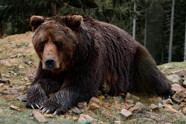 Jovem Urso Pardo Nas Florestas Dos Cárpatos Ucrânia Urso Deitado — Fotografia de Stock