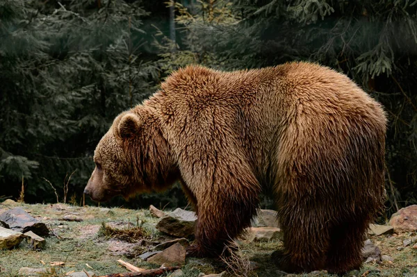 Jovem Urso Pardo Nas Florestas Dos Cárpatos Ucrânia Urso Deitado — Fotografia de Stock