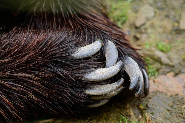 Patte Ours Brun Griffes Fermées Prédateur Son Arme — Photo