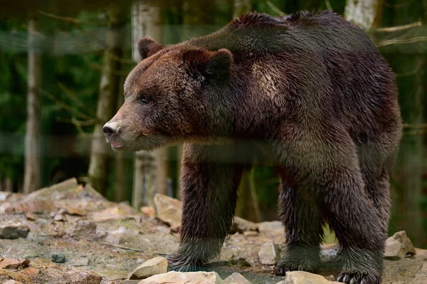Μια Μεγάλη Καφέ Αρκούδα Περπατά Μέσα Από Δάσος Αναζήτηση Τροφής — Φωτογραφία Αρχείου