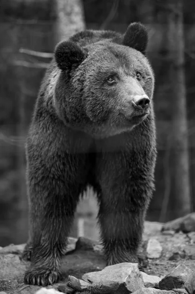 Parque Nacional Natural Ucrânia Synevyrska Polyana Seus Habitantes Ursos Marrons — Fotografia de Stock