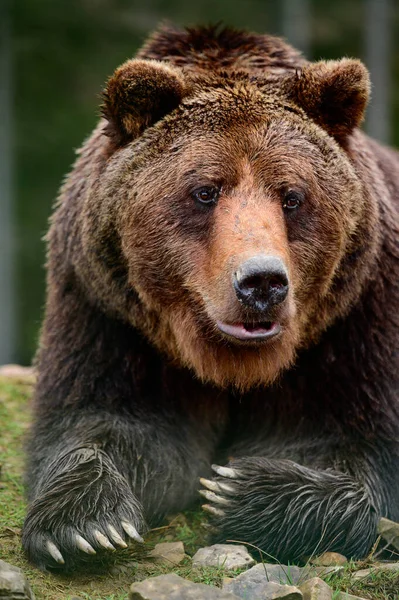 Большой Бурый Медведь Лежит Крупный Лесной Хищник Большие Лапы Острые — стоковое фото