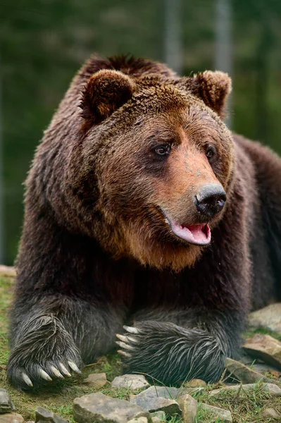 Urso Castanho Grande Deitado Grande Predador Floresta Perto Pata Grande — Fotografia de Stock