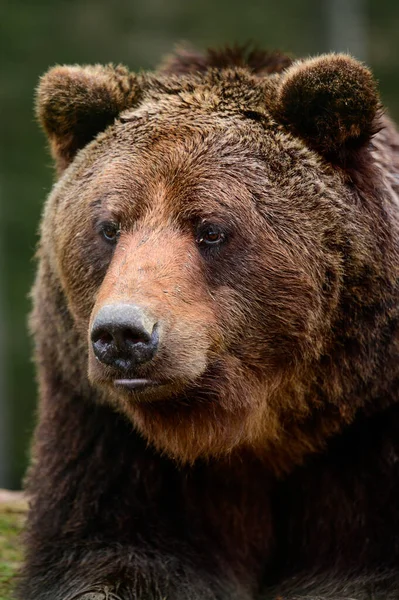 茶色のクマは野生で危険な動物です 散歩の後 残りの部分 カルパチアでSynevyrグレードのクマ — ストック写真