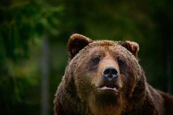 ブラウン ベアーは野生で危険な動物で 散歩の後 カルパティアでSynevyrのクマ 国立公園での早春 — ストック写真