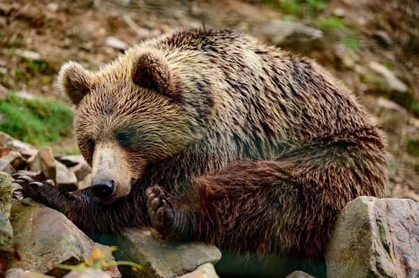 喀尔巴阡山脉森林的棕色居民 Synevyrska Polyana康复中心的棕色熊 森林居民 — 图库照片