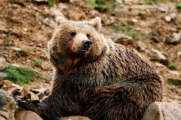 Habitante Marrom Das Florestas Dos Cárpatos Urso Marrom Centro Reabilitação — Fotografia de Stock