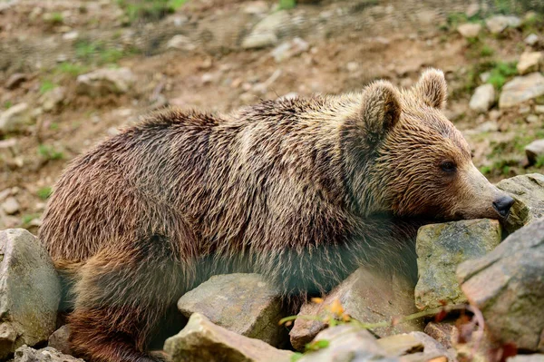 Brown Bear Close Large Massive Forest Predator Dangerous Animal Humans — Stock Photo, Image